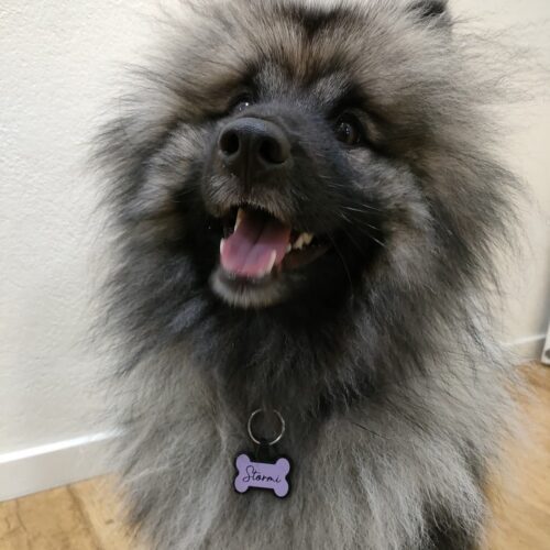 Silicone Pet Tag (Bone) - Image 4